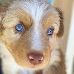Cayenne [Red Merle Male, with Tail] - Miniature Australian Shepherd puppy from Starry-Eyed Mini Aussies with Tails
